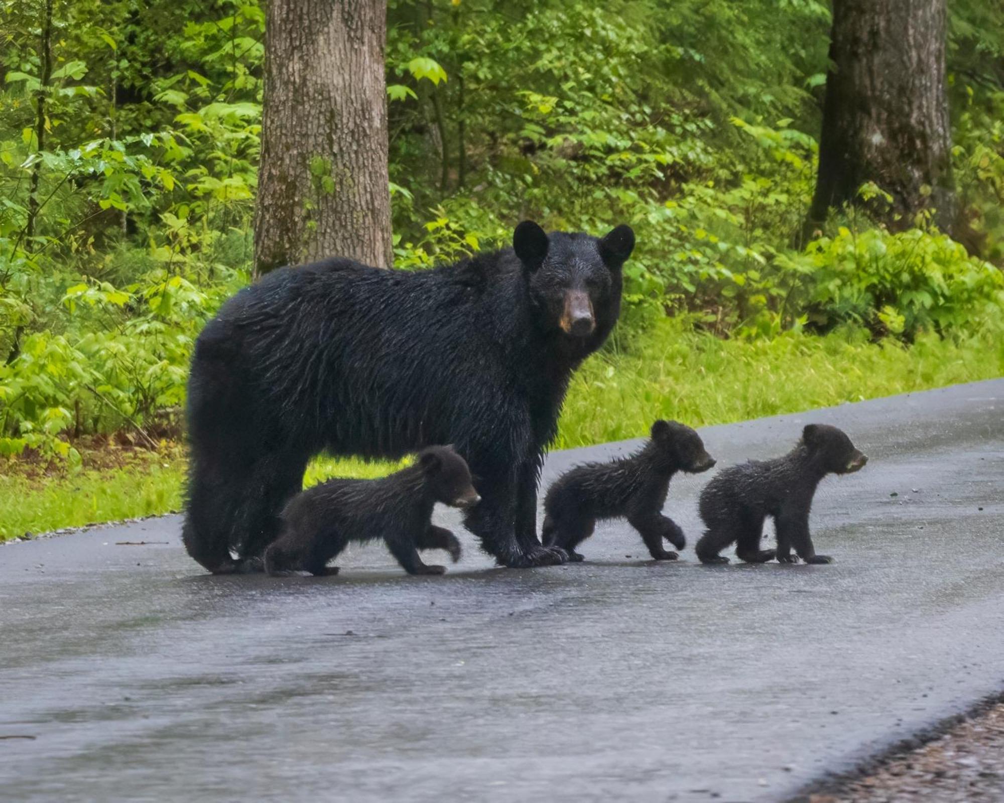 Her Majesty'S Way, Awesome Mtn Views, 1089 Free Tickets Each Paid Day, Dollywood And More Gatlinburg Exterior foto